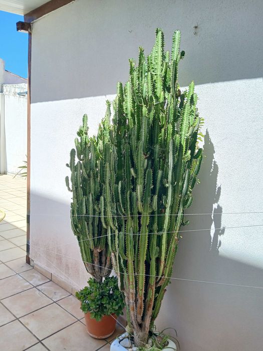 Cacto-candelabro