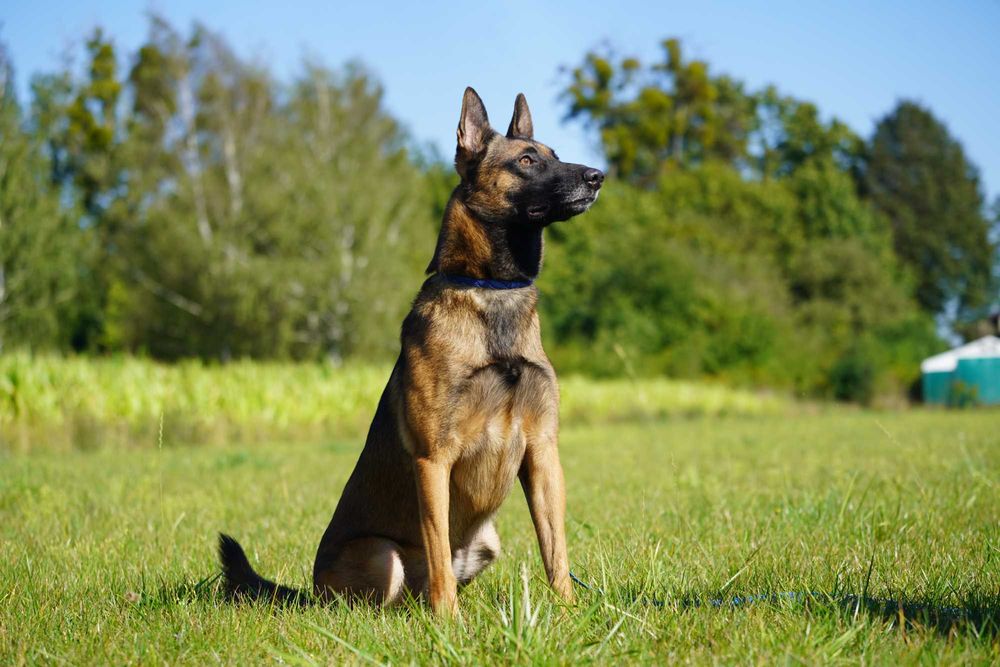 Don owczarek belgijski malinois