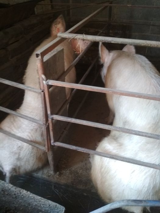 Продам свиноматки