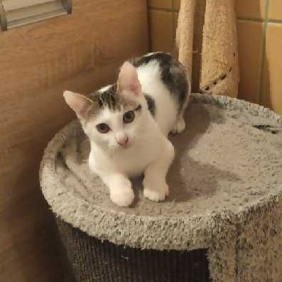Merlin, Munio i Muffinek - trzy kocurki