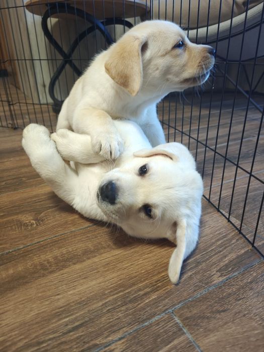 Labrador Retriever suczka, gotowa do odbioru