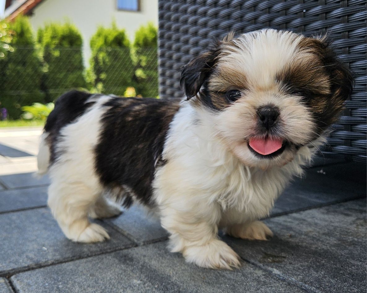 Shih tzu TRI color