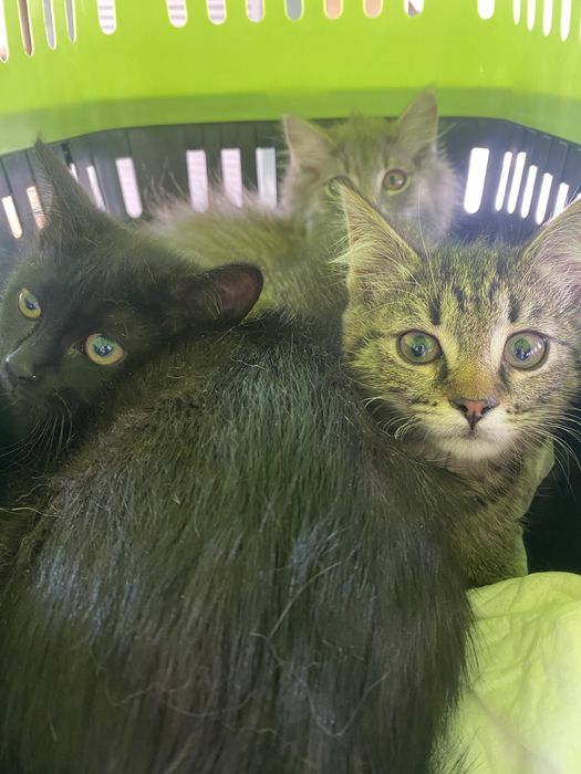 Відам в добрі руки ! Милих котів