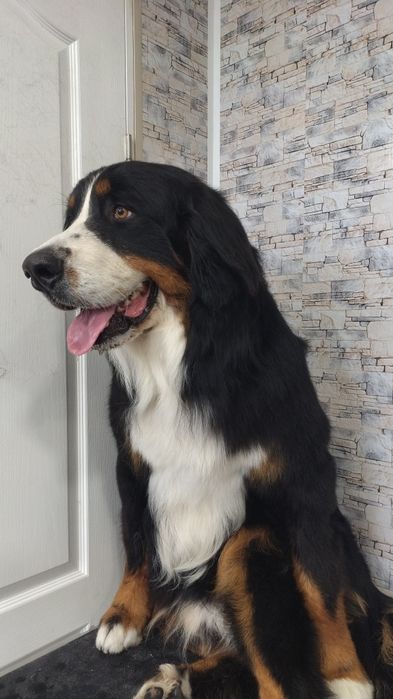 Грумінг для всіх порід собак і котів!