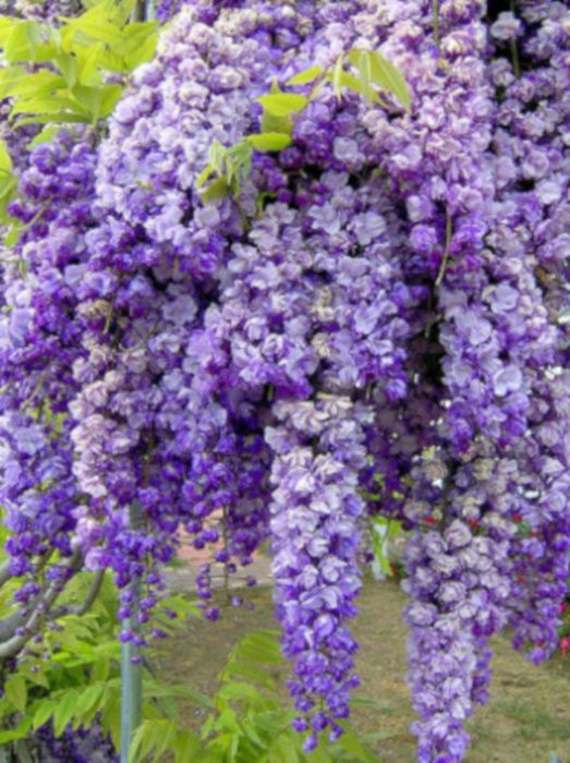 GLICYNIA CHIŃSKA - Wisteria sadzonki w doniczkach!