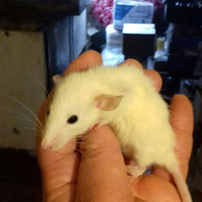 Декоративные крысы эксклюзивных окрасов