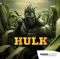Kukurydza Hulk kiszonka FAO 250
