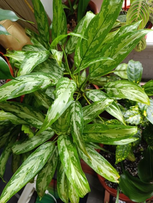 Продам рослини аглаонеми