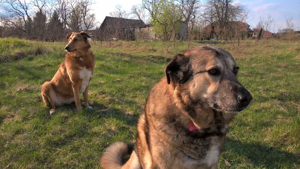 Dyplomowany Behawiorysta - Zoopsycholog dla Twojego psa, Trener psów