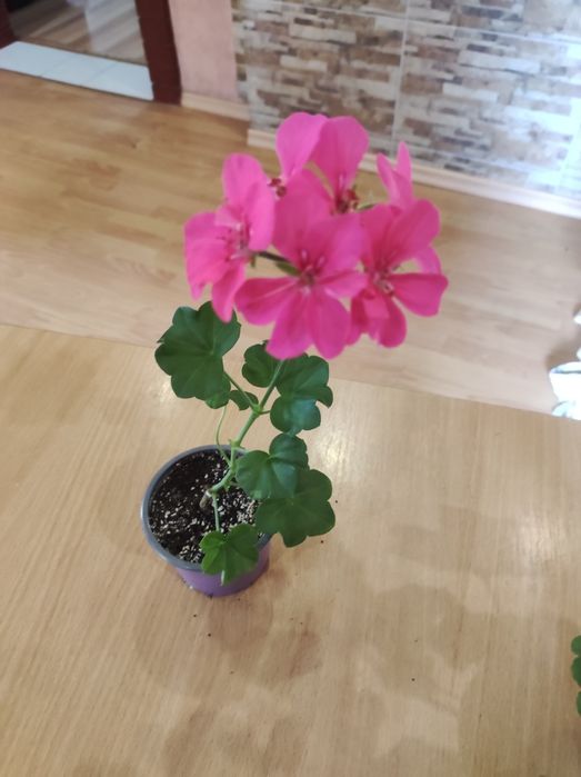 Продам ампельні і кущові пеларгонії