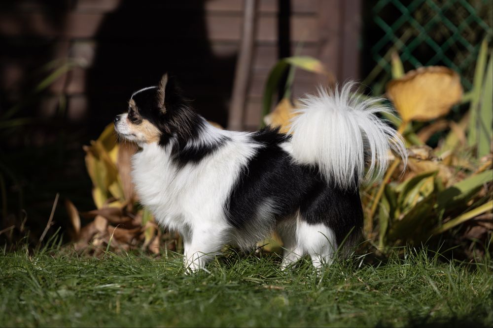 Mini chłopczyk chihuahua