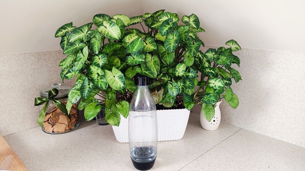 Syngonium, zroślicha, mix, 7 w 1., kwiat i wzorzystych liściach