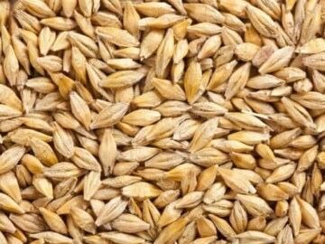 Продам ярий ячмінь 8 грн кілограм