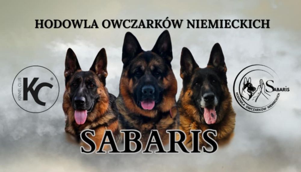 Owczarek niemiecki szczeniak