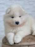 Suczka rasy samoyed