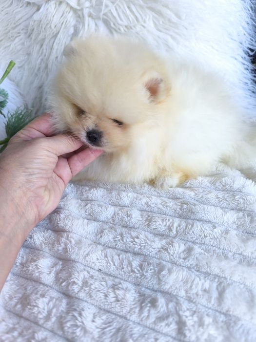 Spitz Anão.Lulu da Pomerânia. Mini Lop e Afixo.Perfeito