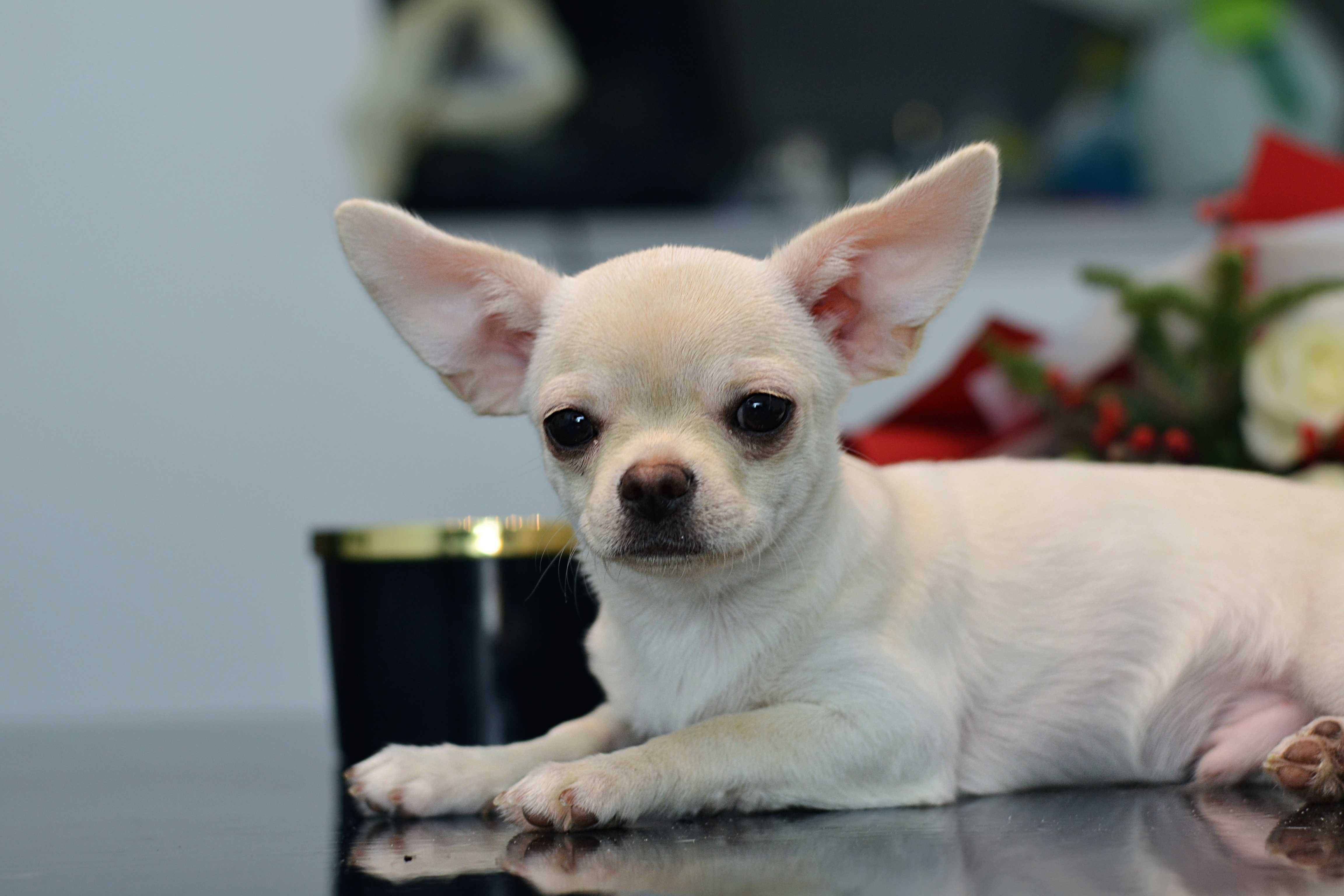 chłopiec chihuahua