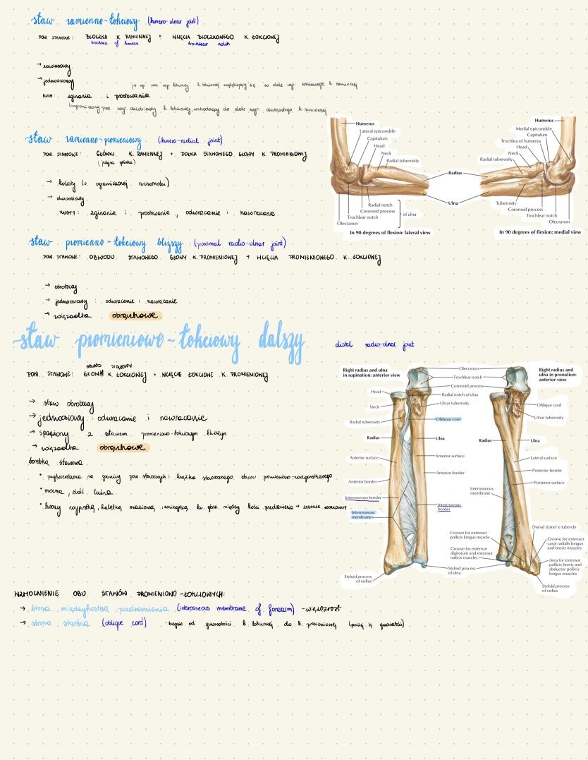 notatki anatomia lekarski UMP