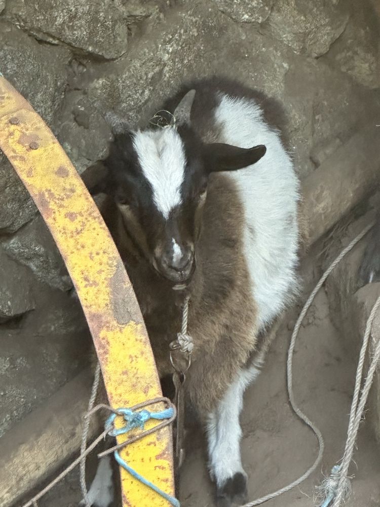 Cabrito macho 4 meses