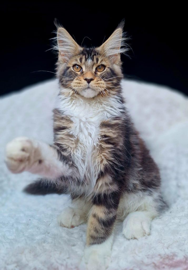 Maine coon, bardzo duży kocurek klasycznie pręgowany