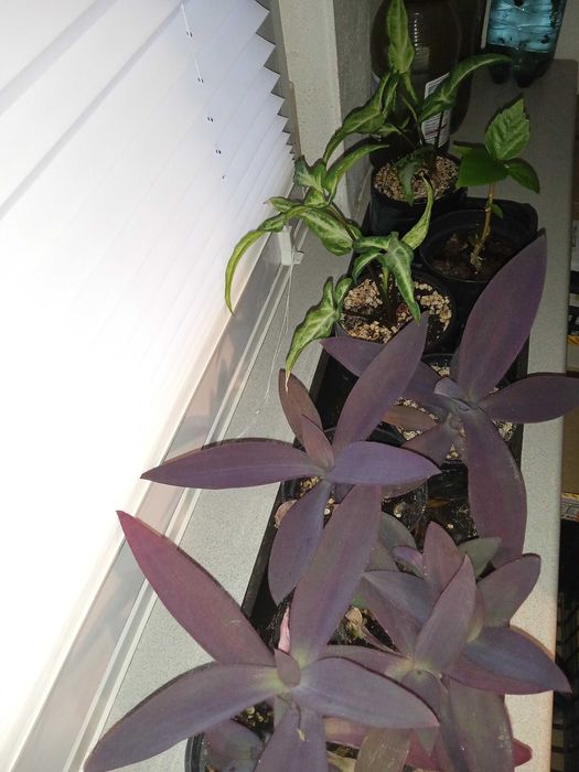 Sadzonki roślin doniczkowych- trzykrotka purpurowa, róża chińska