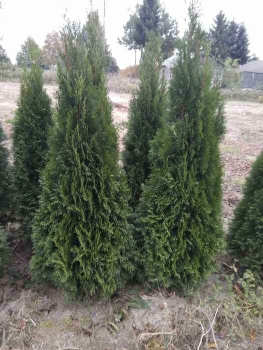 Tuja tuje szmaragd 150cm wysokie ładne