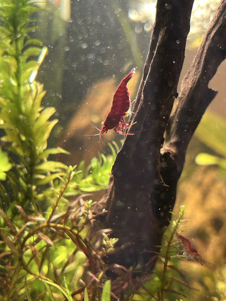 Krewetki Red Cherry