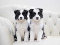 Border Collie piękna suczka SHOW po Ch.Polski