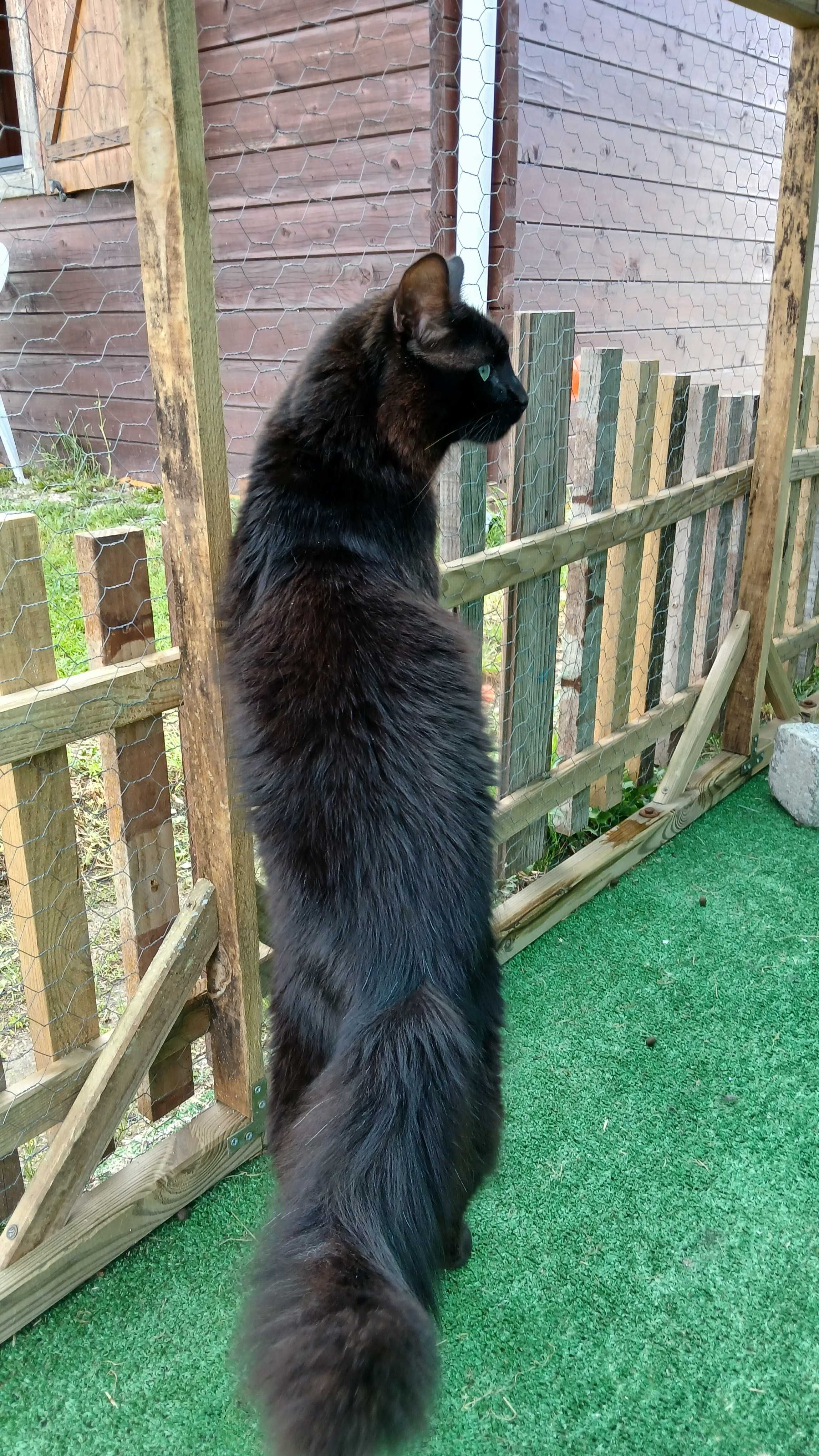 Gato de pêlo comprido