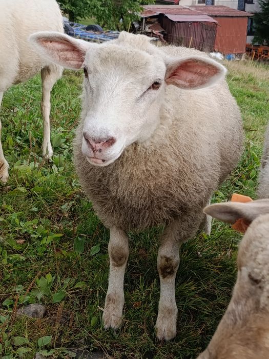 Jagnięta owce jagnięcina