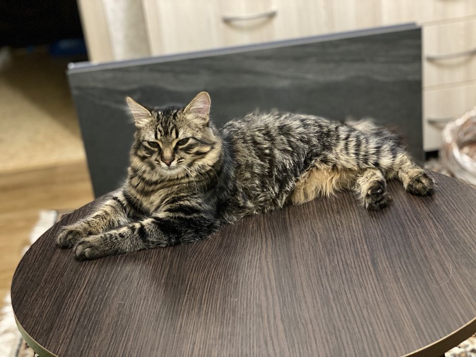 Котенок в заботливые руки