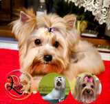 Golddust Yorkshire Terrier - złota dziewczynka