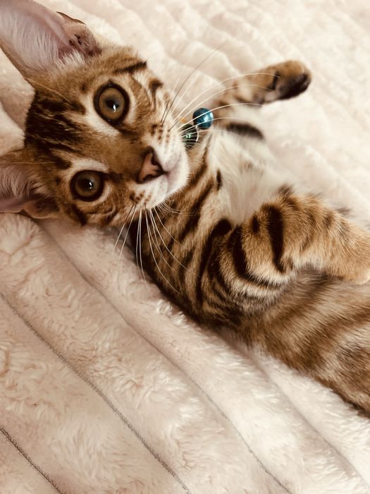 Бенгал Ben n 24 tabby 3 месяца