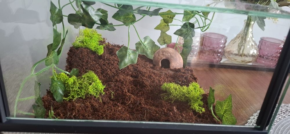 Ptasznik z terrarium i akcesoriami. Acantoscuria Geniculata L6