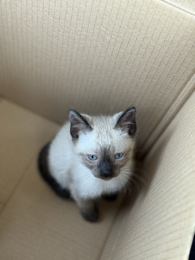 Gatinhas para adoção responsável Caxarias/Ourém/Leiria