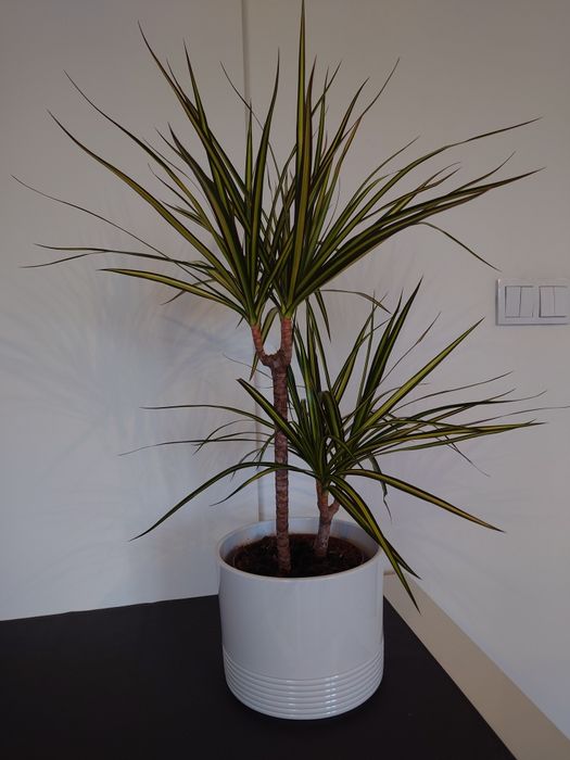 Dracena (Dracaena Sunray) don. 17 cm