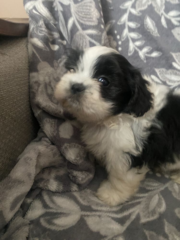 Piesek rasy shih tzu