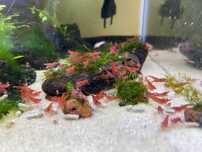 Krewetki red cherry