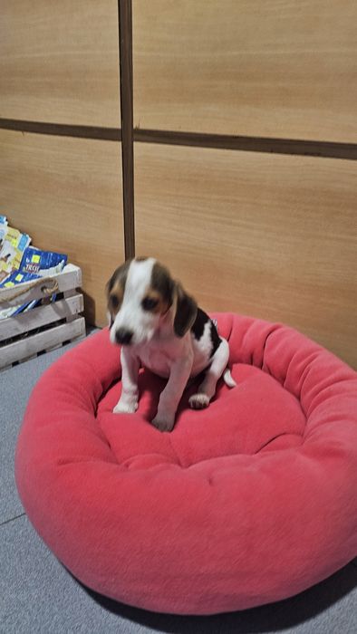 Beagle tricolor fêmea