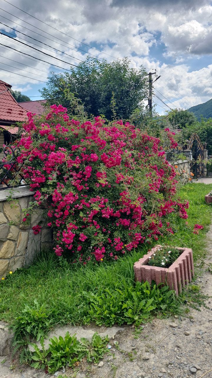 Котедж Ірина с. МИКУЛИЧИН