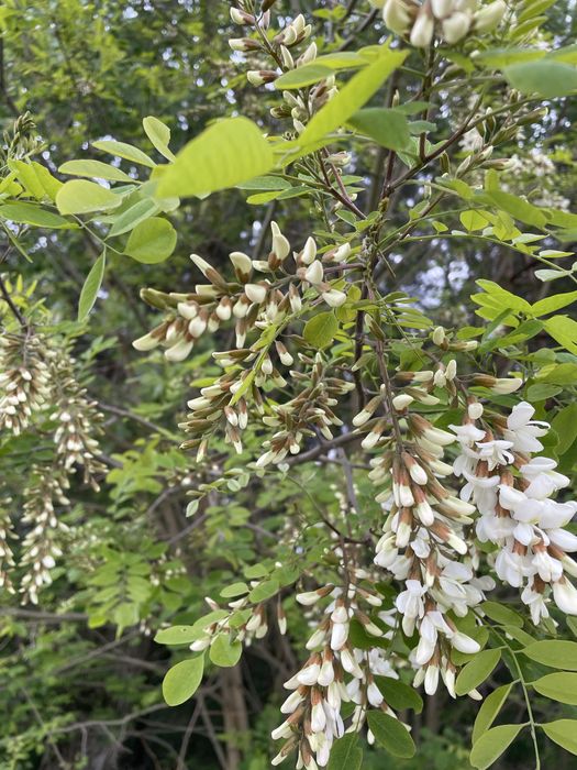 Miód wielokwiatowy zbiór 2025