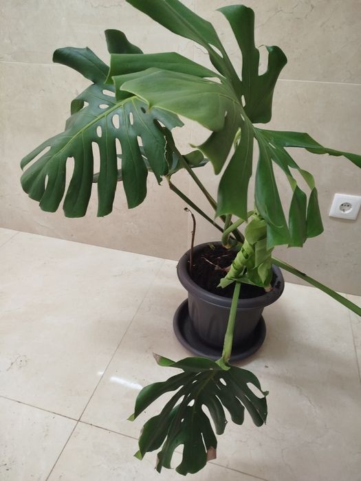 Planta natural grande, monstera deliciosa costela de Adão