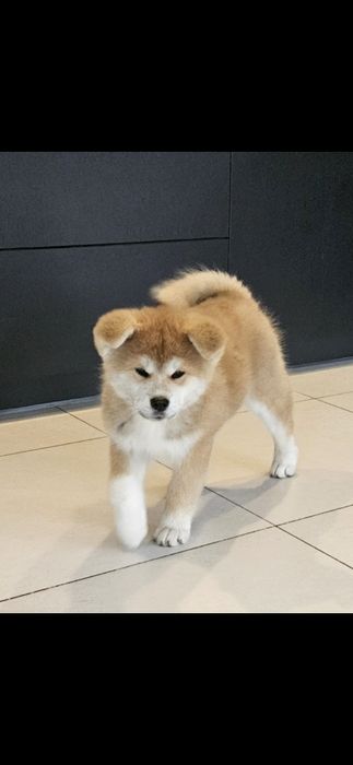 Akita japońska inu , czerwona