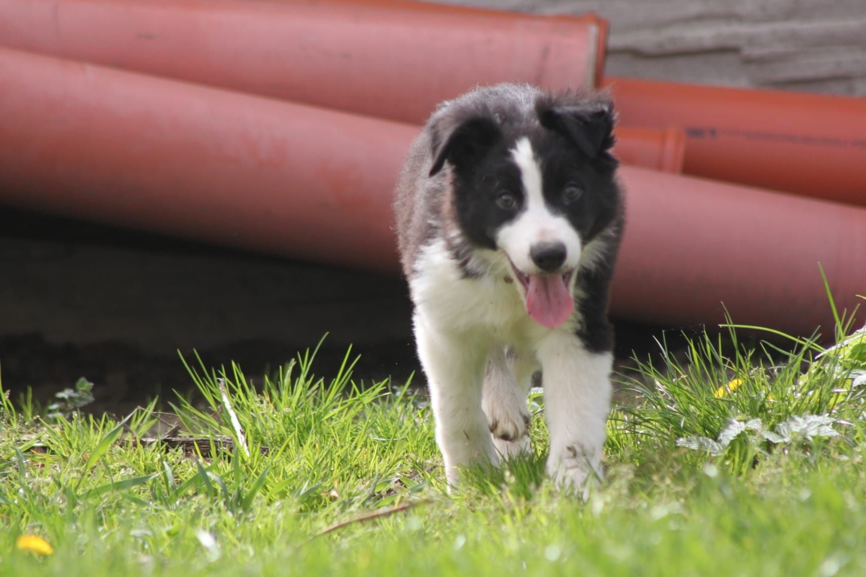 Piesek Border Collie z kompletem szczepień