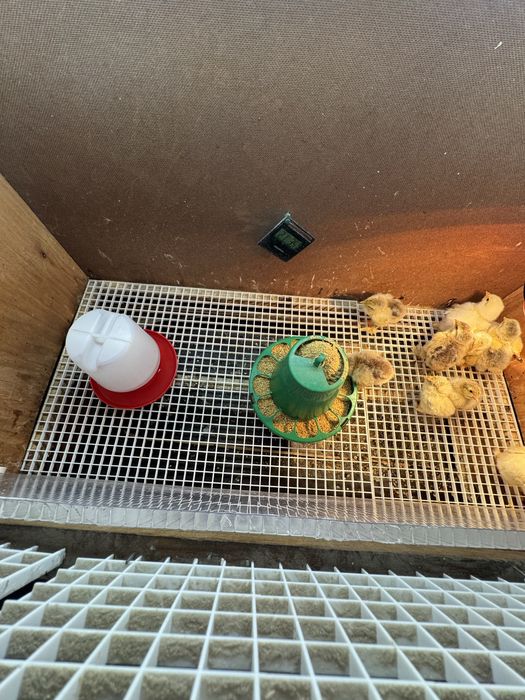 Pintainhos brahma leght dark