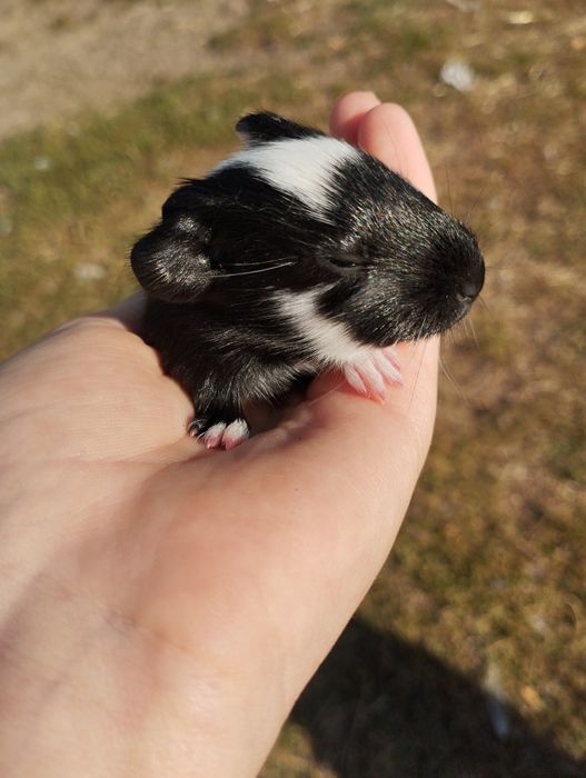 Віддам морські свинки