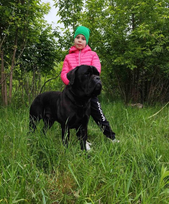 З розплідника. Чорний кобель кане корсо для в'язки