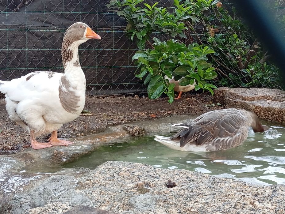 Casais de Gansos e Patos