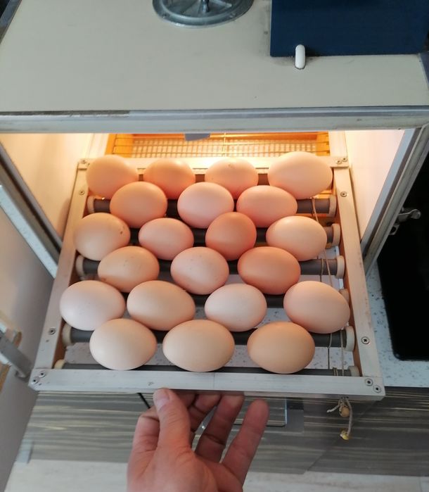 Inkubator  Holenderskiej firmy M. Stals