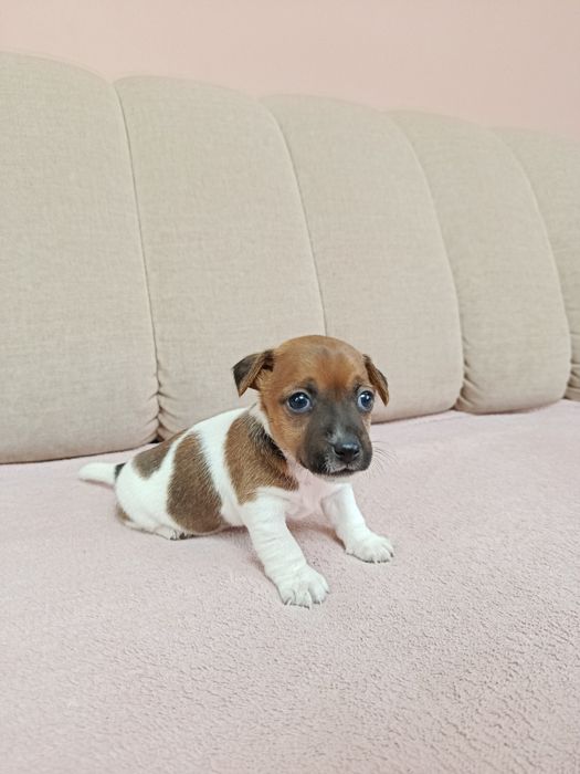 Śliczna suczka Jack Russell Terrier